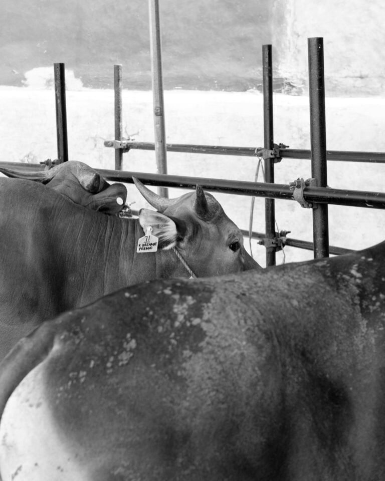 Revolutionizing Livestock: The Impact of Genetic Engineering in Breeding