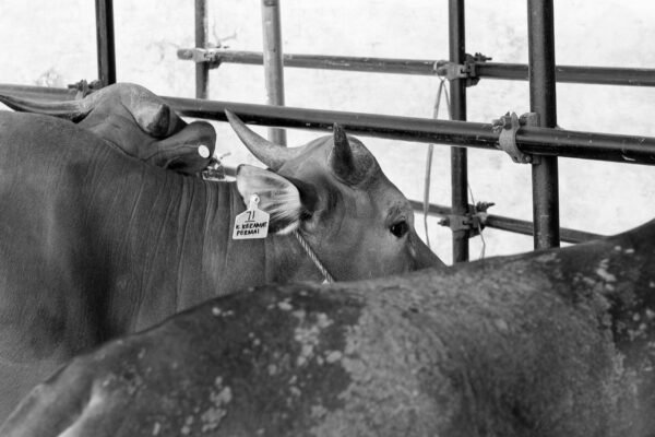 The Future of Farming: Genetic Engineering in Livestock Breeding