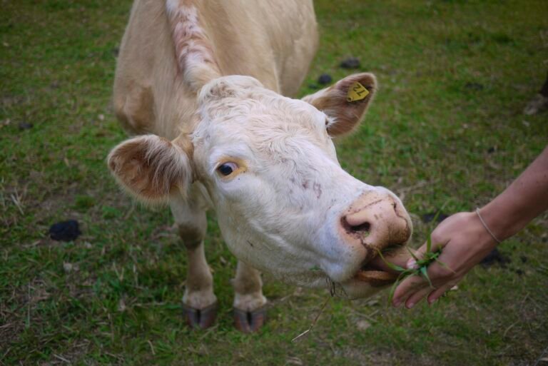 Harnessing Precision Feeding Solutions for Enhanced Livestock Management
